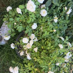 Small Rose Bushes 