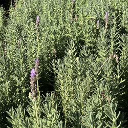 Lavender Plants, Lavanda 