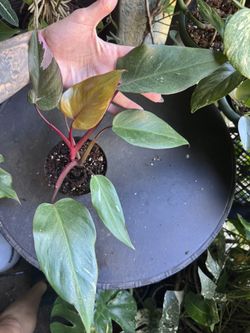 Philodendron Pink Princess Plant