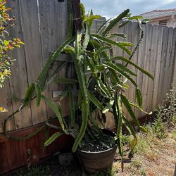 Dragon Fruit Plant (potted)