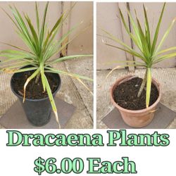 Dracaena Plants