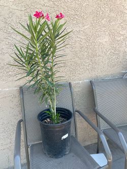Oleander