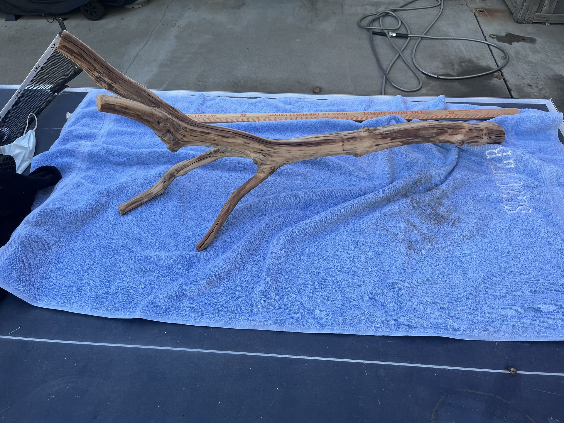 36 Inch Terrarium Branch