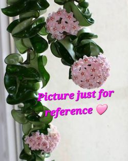 🌿 Hoya Hindu Rope🌷😍