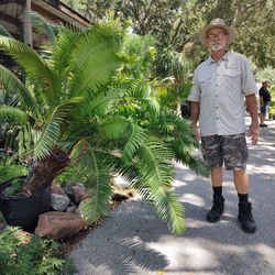 Cycad Palm Tree Deltona, FL or Mt Dora