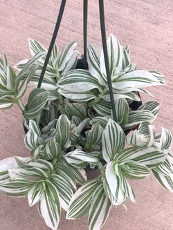Planta Natural