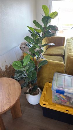 Plant