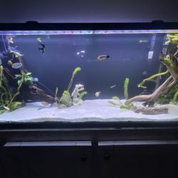 55 Gallon Fish Tank With Stand