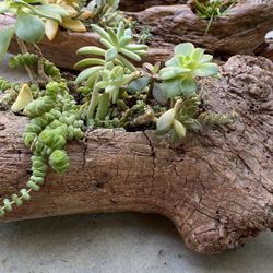 Succulents Plants In Real Driftwood Planters