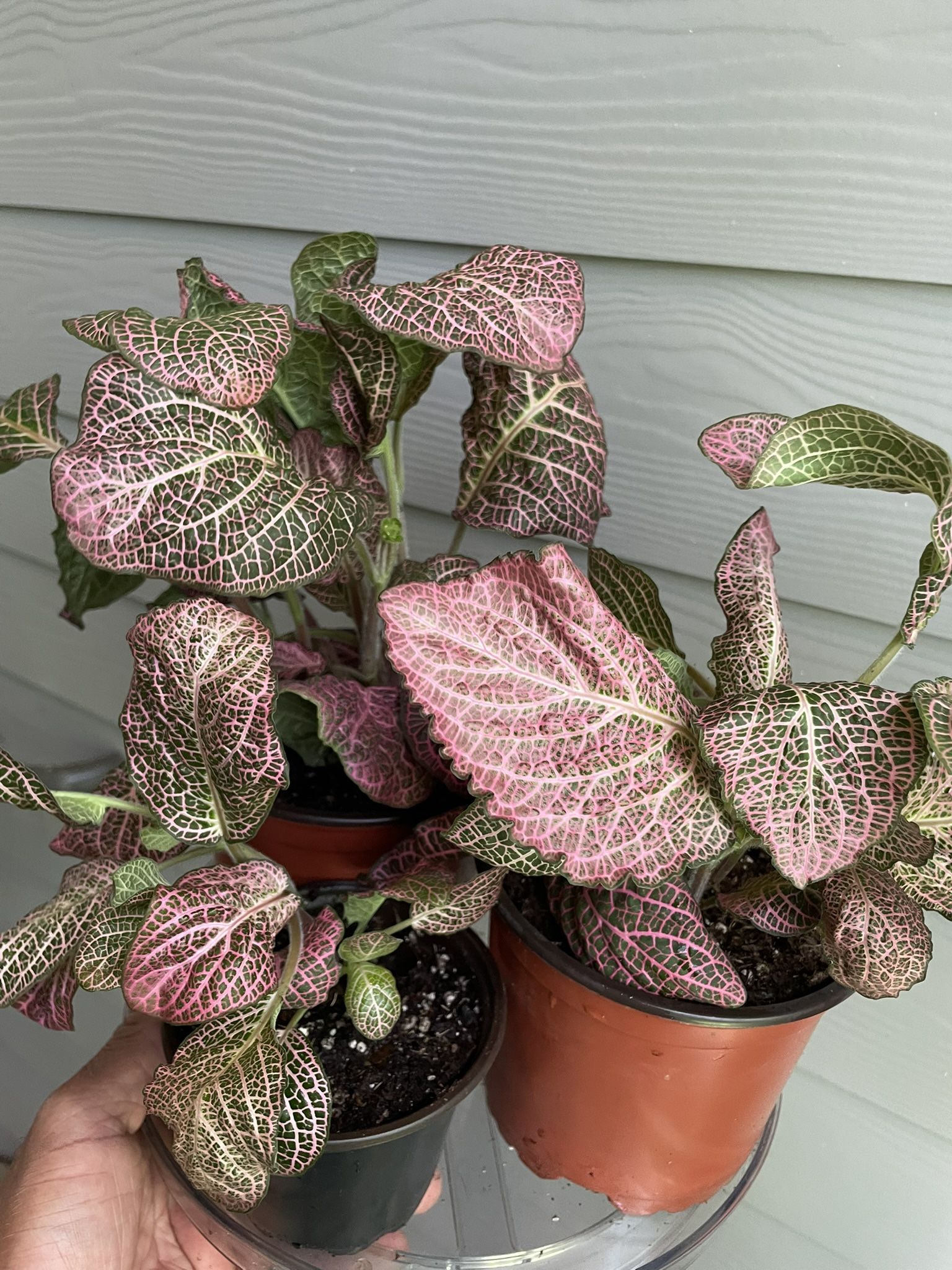 Absolutely Beautiful | Pink Wave Fittonia | Classic | Vintage | Low Light Tolerant