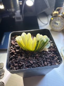 Rare haworthia truncata variegated