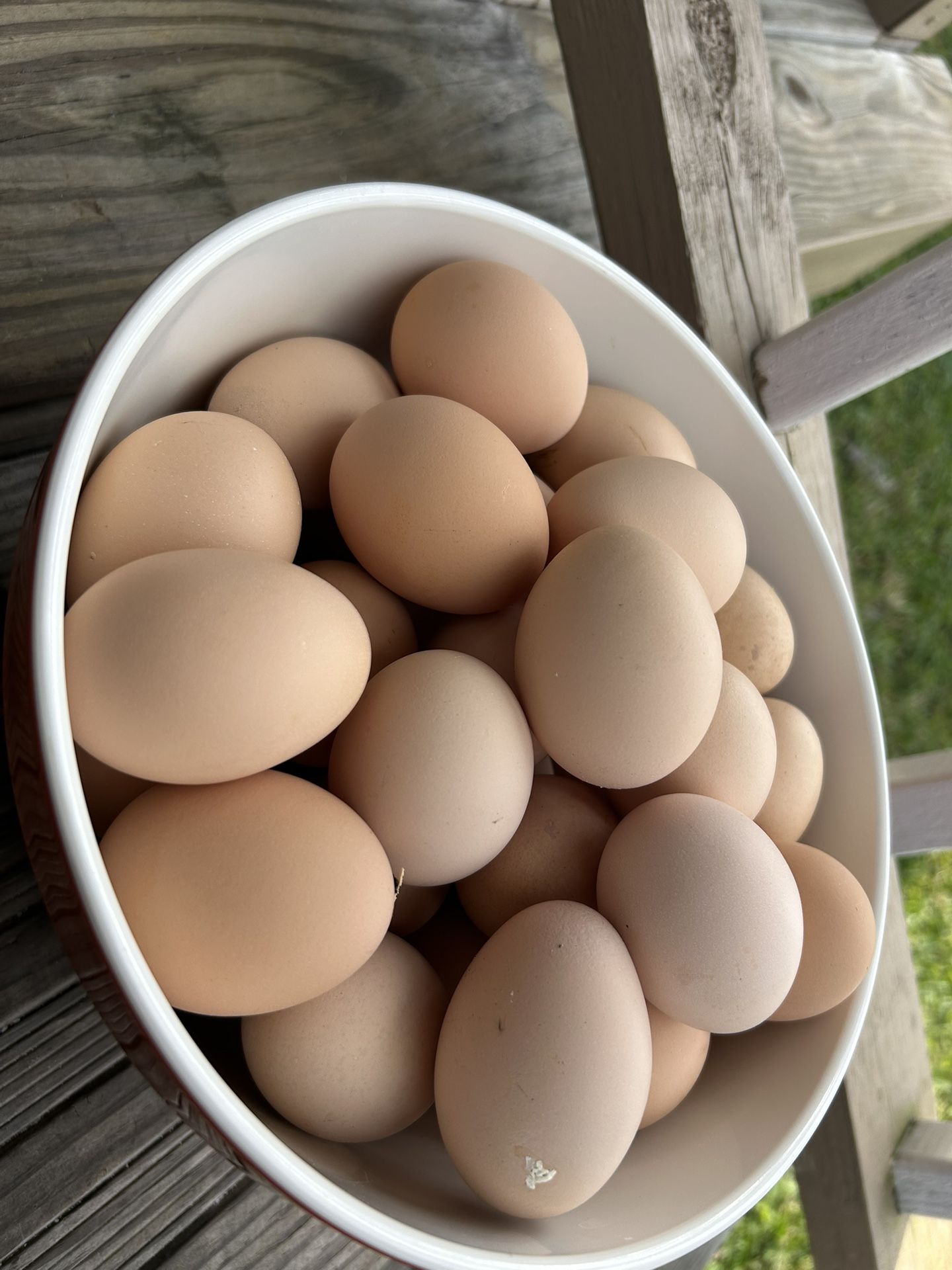 Fresh Farm Organic and CHICKS for sale