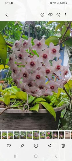 Hoya Plants