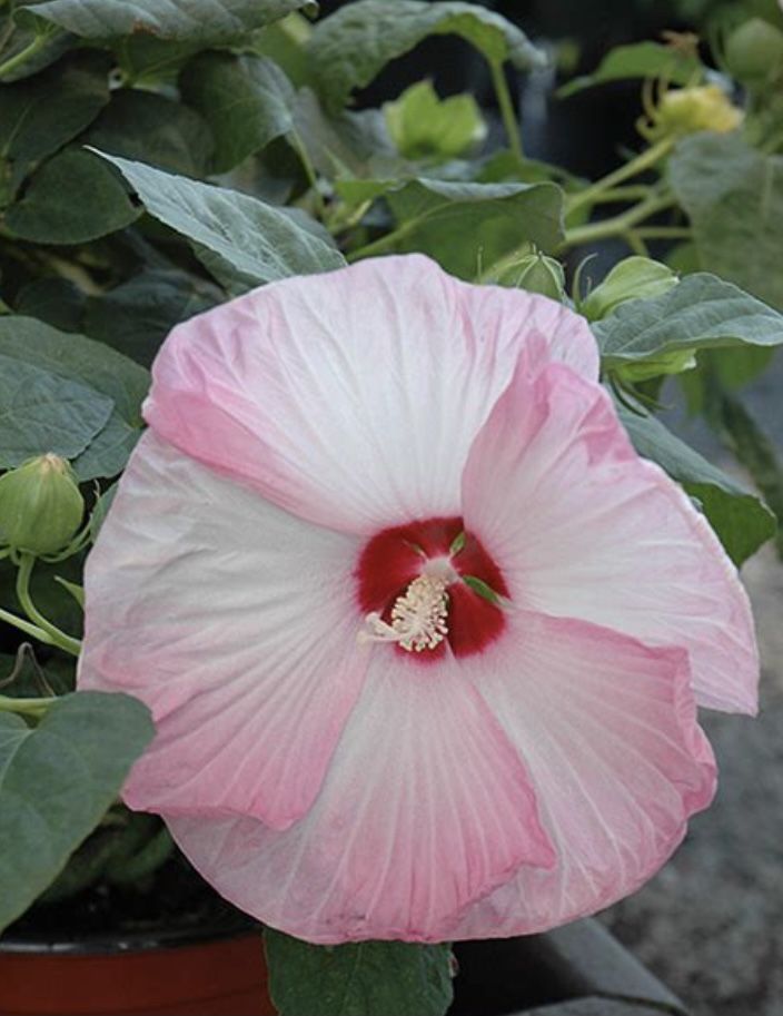 Hardy Perennial Hibiscus Starters