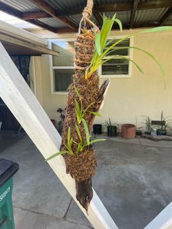 Cymbidium Orchids on wood