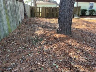 Pine needles