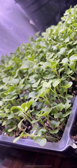 MicroGreens