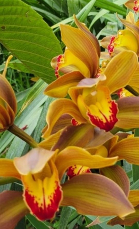 Huge Orchid Plant ( Simply Cymbidium)