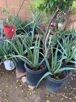 Large Collection Aloe Vera Plants