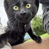 Gatitos Micifuz