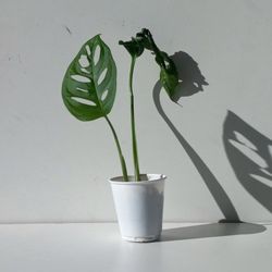 Wide Leaf Monstera Adansonii Plant/ Swiss Cheese Monstera/ House Plant/ Indoor Plant Flower Patio