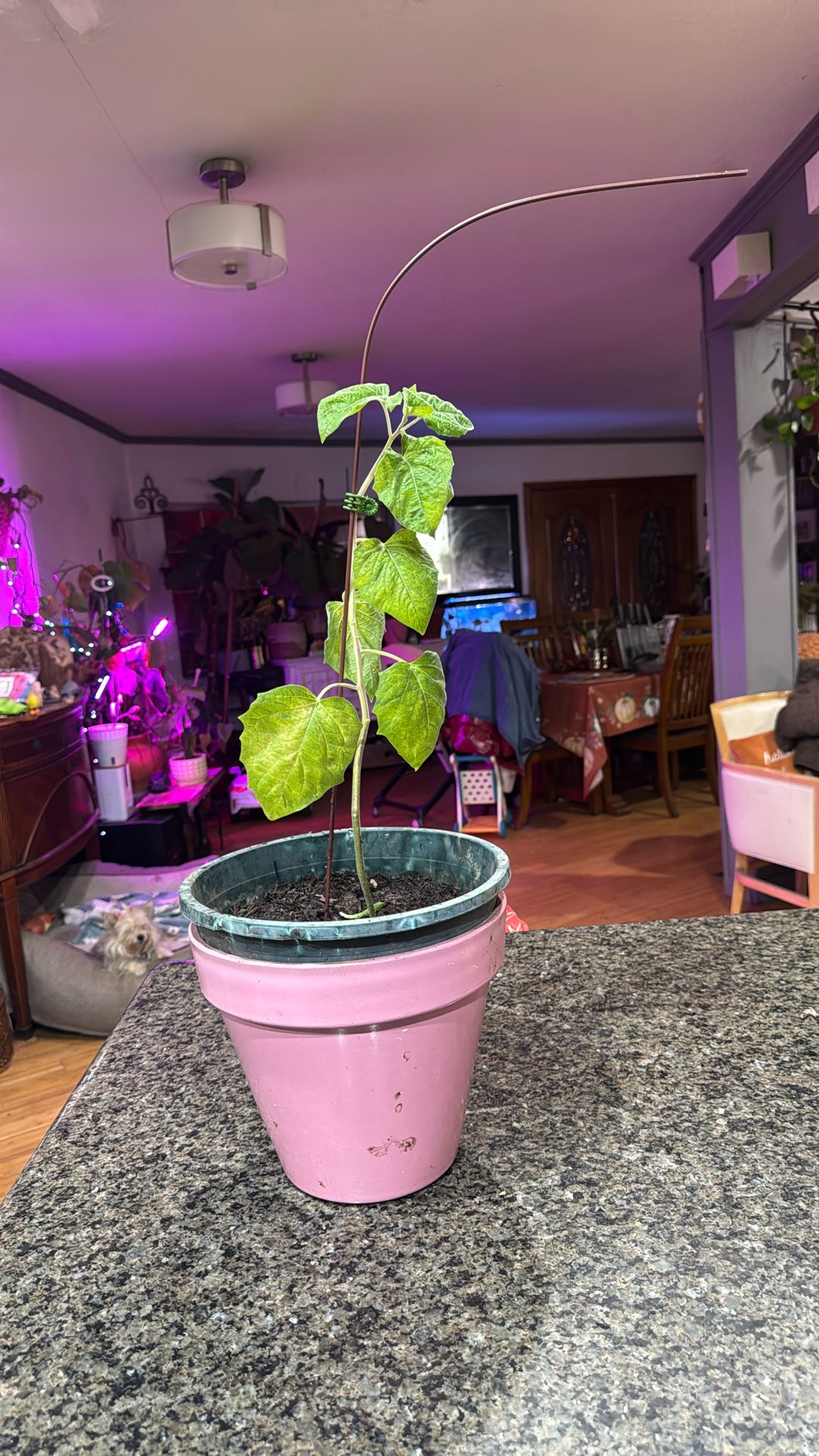 Gooseberry, Golden berry Plant 