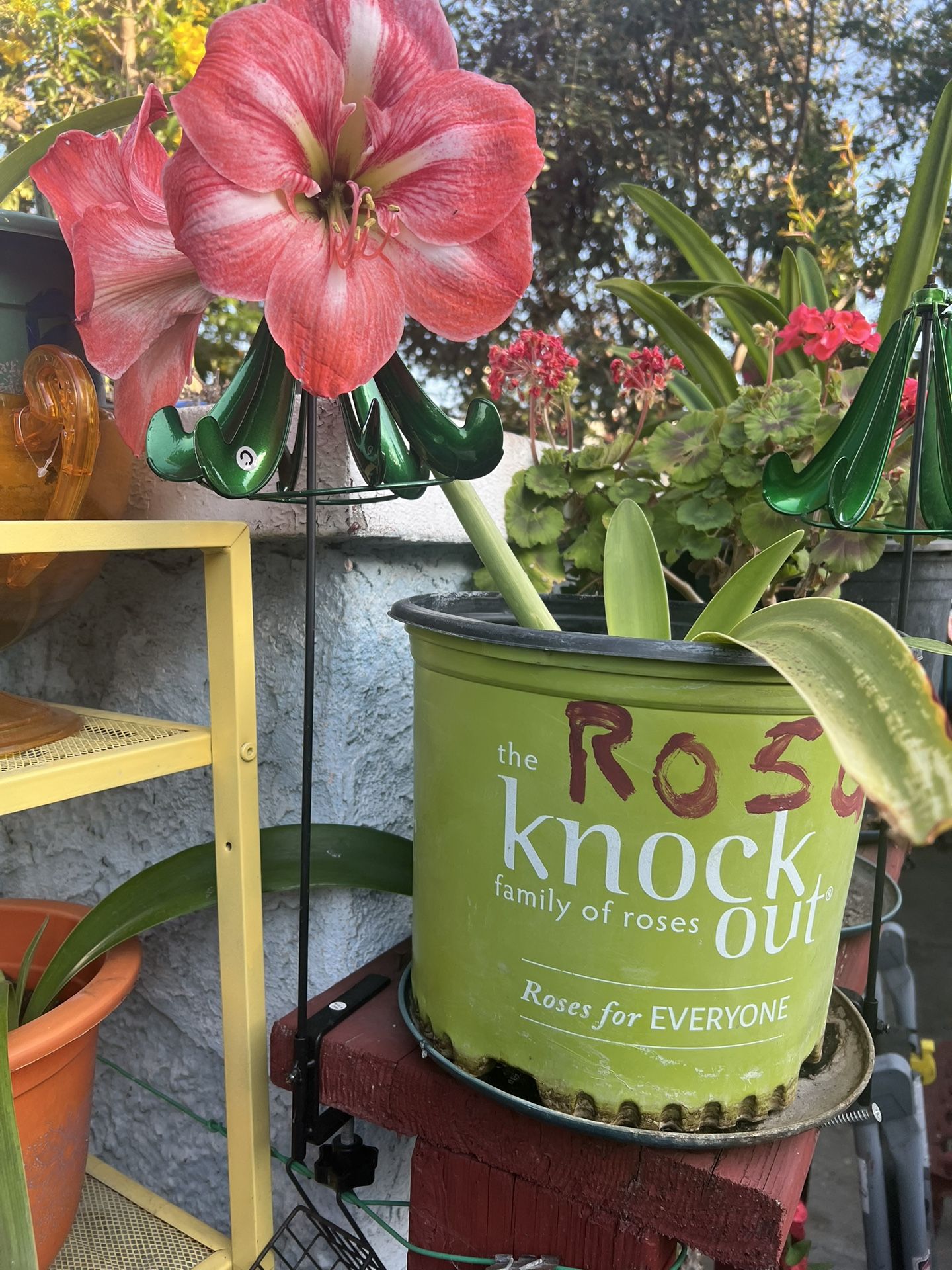 Tengo Amaryllis Ala Venta