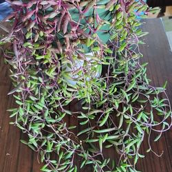 Ruby Necklace Succulent Plant 