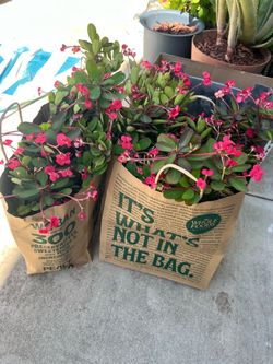 FREE PLANTS (crown of thorn cuttings)