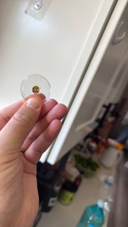 24k gold coin