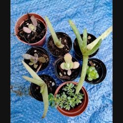 Succulents Houseplants