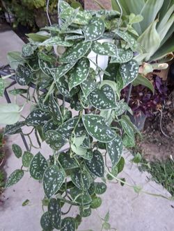 Large Scindapsus Pictus Argyraeus Plant $40
