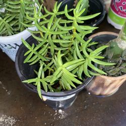 Crassula tetragona plant