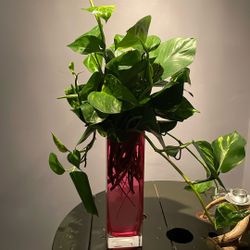 Pothos cuttings 