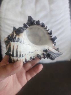 Sea shell