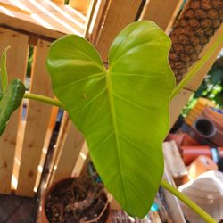 Philodendron Giganteum