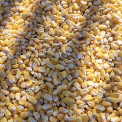 Maíz 🌽 Entero Para Sus Animales 