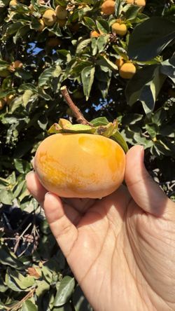 Persimmons/Persimos 2x $1