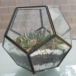 Pentagon Glass Planter With Succulents 