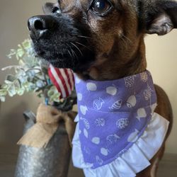 Dog Bandanas