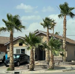 Palm Trees