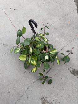 8” xl variegated Hoya obovata