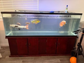 135G Aquarium