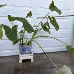 Giant Elephant ear plant well rooted inside Chinese blue and white porcelain pot on white ceramic stand, large potted plant