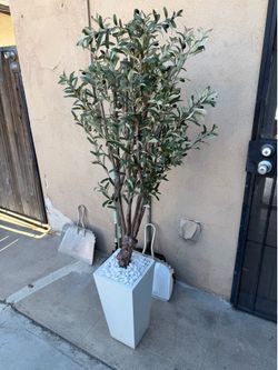 Olive Tree Plant - $50