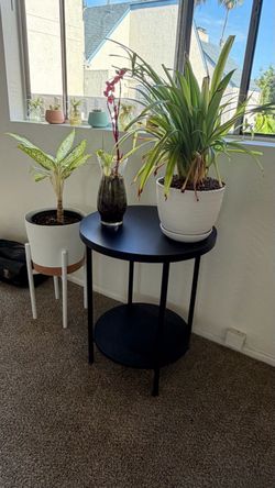 Round Black Wood Side Table with Plants