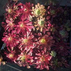 Aeoniums Aeonium Variegated Different Varieties  4 Plants For 35