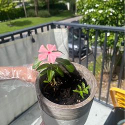 Real Flower plant, asian green chilli plant, ceramic & plastic pots starts from $5 only