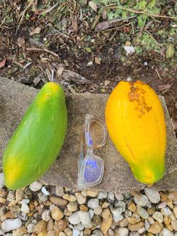 Papaya ready $2 each