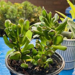 Shrek Ogre Ears Succulent Crassula Obolata